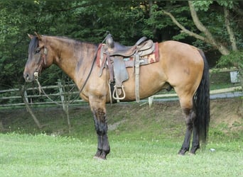 American Quarter Horse, Gelding, 9 years, 15 hh, Dun