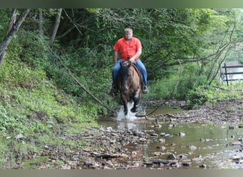 American Quarter Horse, Gelding, 9 years, 15 hh, Dun