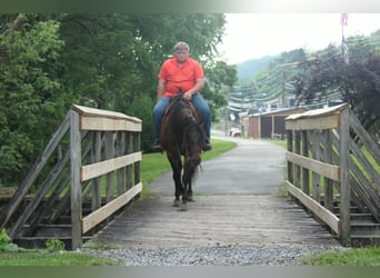American Quarter Horse, Gelding, 9 years, 15 hh, Dun