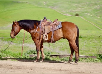 American Quarter Horse, Gelding, 9 years, 15 hh, Dun
