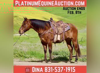 American Quarter Horse, Gelding, 9 years, 15 hh, Dun