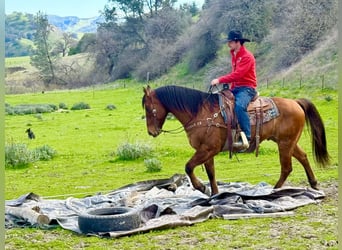 American Quarter Horse, Gelding, 9 years, 15 hh, Dun