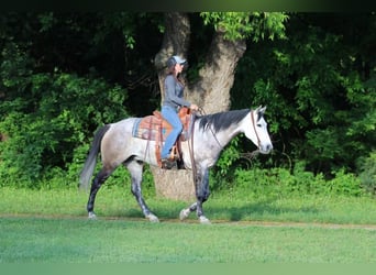 American Quarter Horse Mix, Gelding, 9 years, 15 hh, Gray