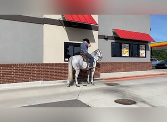 American Quarter Horse, Gelding, 9 years, 15 hh, Grey