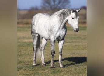 American Quarter Horse, Gelding, 9 years, 15 hh, Grey