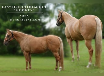 American Quarter Horse, Gelding, 9 years, 15 hh, Palomino
