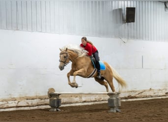 American Quarter Horse, Gelding, 9 years, 15 hh, Palomino