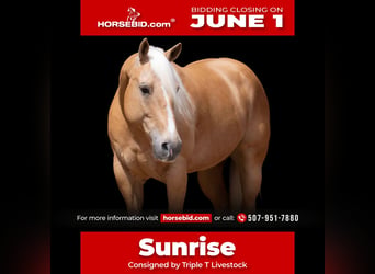 American Quarter Horse, Gelding, 9 years, 15 hh, Palomino