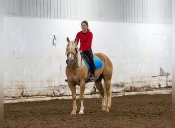 American Quarter Horse, Gelding, 9 years, 15 hh, Palomino