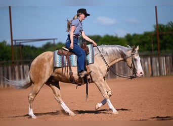 American Quarter Horse, Gelding, 9 years, 15 hh, Palomino