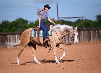American Quarter Horse, Gelding, 9 years, 15 hh, Palomino
