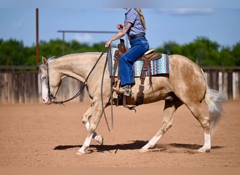 American Quarter Horse, Gelding, 9 years, 15 hh, Palomino