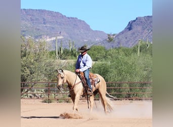 American Quarter Horse, Gelding, 9 years, 15 hh, Palomino