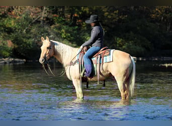 American Quarter Horse, Gelding, 9 years, 15 hh, Palomino