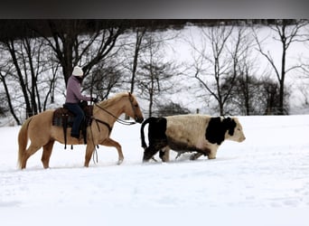 American Quarter Horse, Gelding, 9 years, 15 hh, Palomino