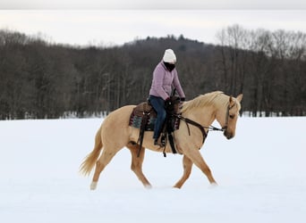 American Quarter Horse, Gelding, 9 years, 15 hh, Palomino