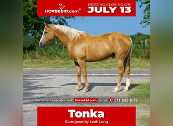 American Quarter Horse, Gelding, 9 years, 15 hh, Palomino