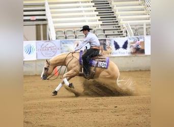 American Quarter Horse, Wallach, 9 Jahre, 15 hh, Palomino