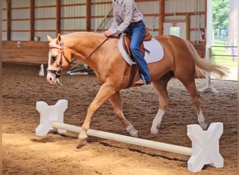 American Quarter Horse, Wallach, 9 Jahre, 15 hh, Palomino