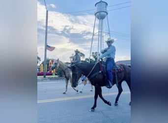 American Quarter Horse, Gelding, 9 years, 15 hh, Palomino