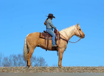 American Quarter Horse, Gelding, 9 years, 15 hh, Palomino