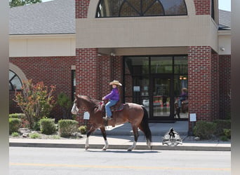 American Quarter Horse, Gelding, 9 years, 15 hh