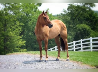 American Quarter Horse, Gelding, 9 years, 15 hh, Red Dun