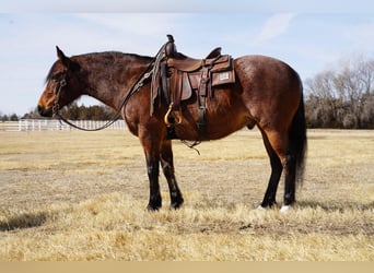 American Quarter Horse, Gelding, 9 years, 15 hh, Roan-Bay