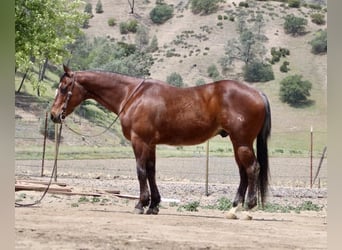 American Quarter Horse, Gelding, 9 years, 15 hh, Roan-Bay