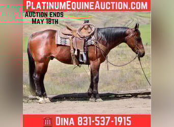 American Quarter Horse, Gelding, 9 years, 15 hh, Roan-Bay