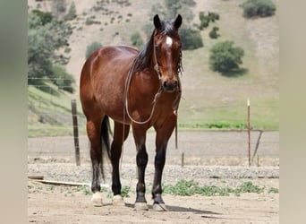 American Quarter Horse, Gelding, 9 years, 15 hh, Roan-Bay