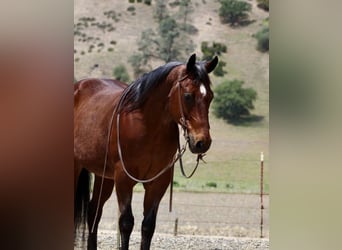 American Quarter Horse, Gelding, 9 years, 15 hh, Roan-Bay