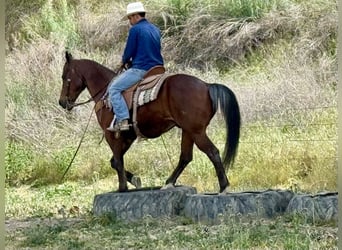 American Quarter Horse, Gelding, 9 years, 15 hh, Roan-Bay