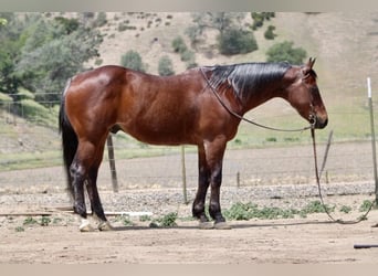 American Quarter Horse, Gelding, 9 years, 15 hh, Roan-Bay