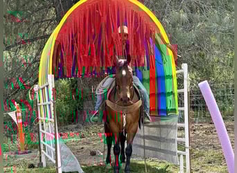 American Quarter Horse, Gelding, 9 years, 15 hh, Roan-Bay