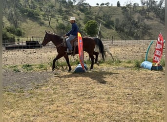 American Quarter Horse, Gelding, 9 years, 15 hh, Roan-Bay