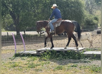 American Quarter Horse, Gelding, 9 years, 15 hh, Roan-Bay