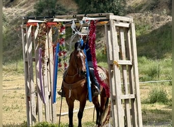 American Quarter Horse, Gelding, 9 years, 15 hh, Roan-Bay