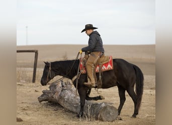 American Quarter Horse, Gelding, 9 years, 15 hh, Roan-Blue