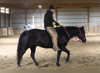 American Quarter Horse, Gelding, 9 years, 15 hh, Roan-Blue