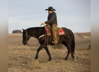 American Quarter Horse, Gelding, 9 years, 15 hh, Roan-Blue