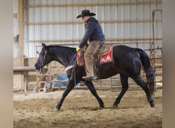 American Quarter Horse, Gelding, 9 years, 15 hh, Roan-Blue