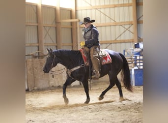 American Quarter Horse, Gelding, 9 years, 15 hh, Roan-Blue