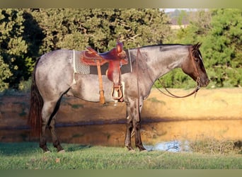 American Quarter Horse, Gelding, 9 years, 15 hh, Roan-Blue