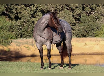 American Quarter Horse, Gelding, 9 years, 15 hh, Roan-Blue