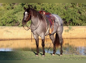 American Quarter Horse, Gelding, 9 years, 15 hh, Roan-Blue