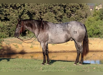 American Quarter Horse, Gelding, 9 years, 15 hh, Roan-Blue