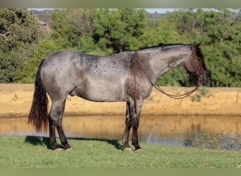 American Quarter Horse, Gelding, 9 years, 15 hh, Roan-Blue