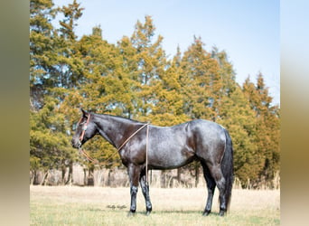 American Quarter Horse, Gelding, 9 years, 15 hh, Roan-Blue