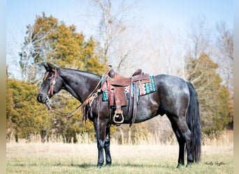 American Quarter Horse, Gelding, 9 years, 15 hh, Roan-Blue